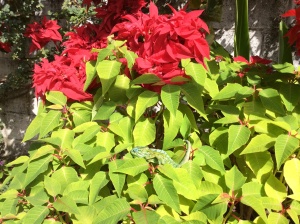 Chameleon in our yard! 