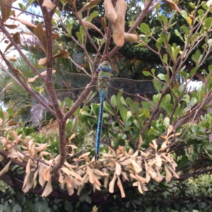 Pretty dragonfly in our tree! 