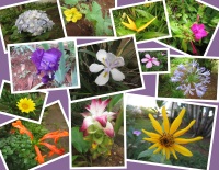 These 12 beautiful flowers  grew all on their own, right in our yard. 